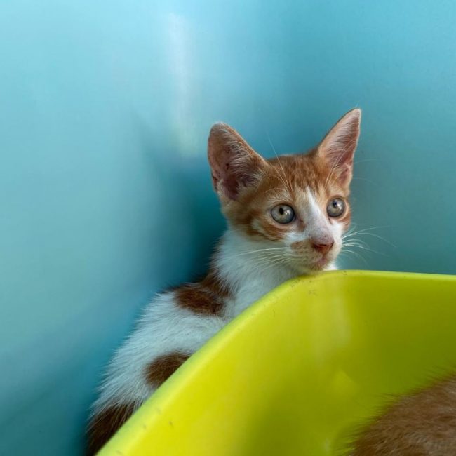 Qinghai - Chat Européen à adopter
