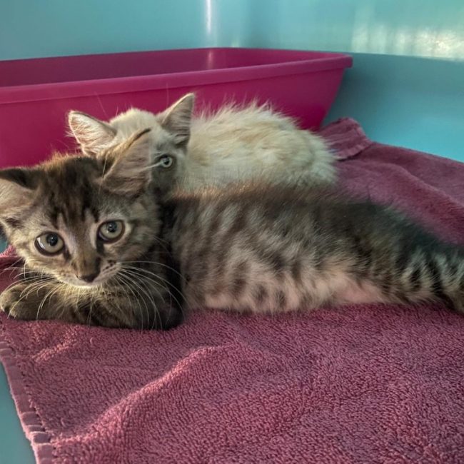Quito - Chat Européen à adopter