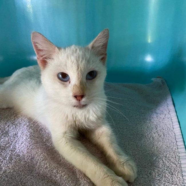 Veria - Chat Européen à adopter