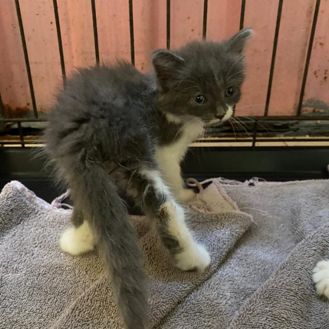 Venezuela - Chat Européen à adopter