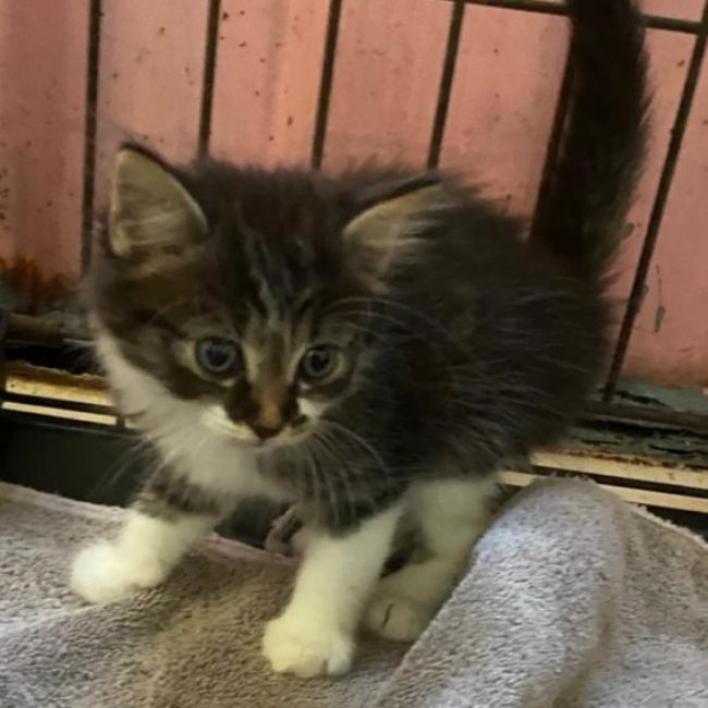 Verone - Chat Européen à adopter