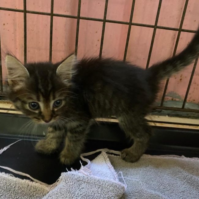 Venise - Chat Européen à adopter