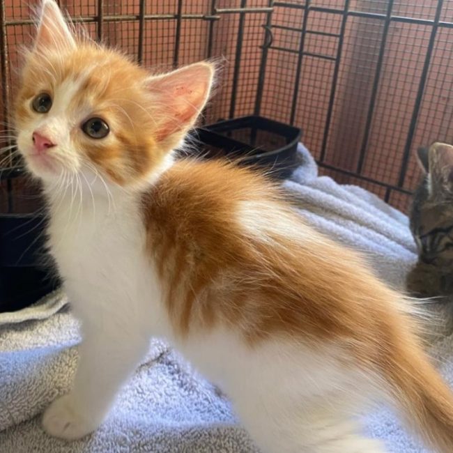 Ontario - Chat Européen à adopter