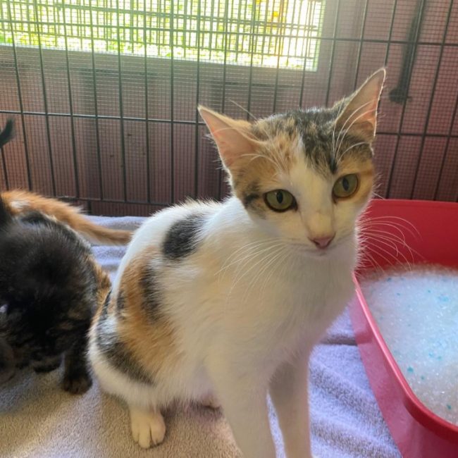 Otawa - Chat Européen à adopter