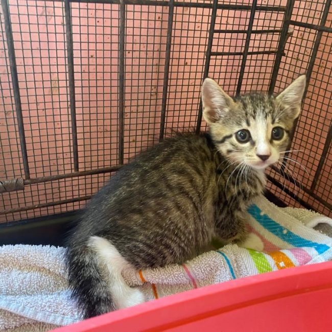 Ouganda - Chat Européen à adopter