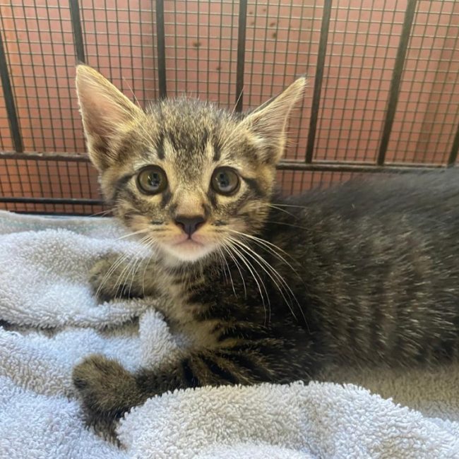 Okinawa - Chat Européen à adopter