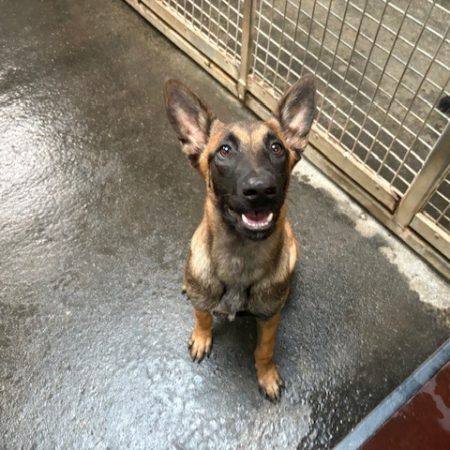 Mia - Chien Berger Belge Malinois à adopter