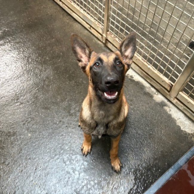 Mia - Chien Berger Belge Malinois à adopter