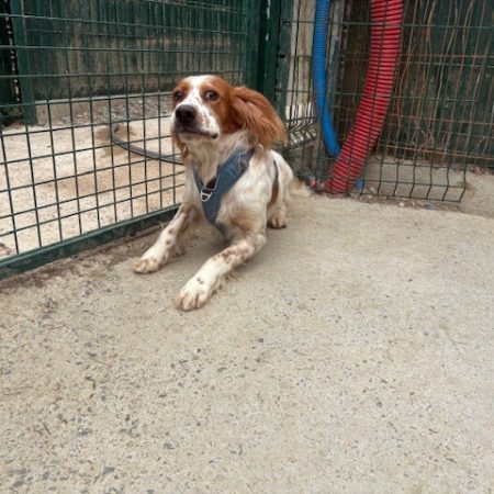 Kassio - Chien Setter Anglais à adopter