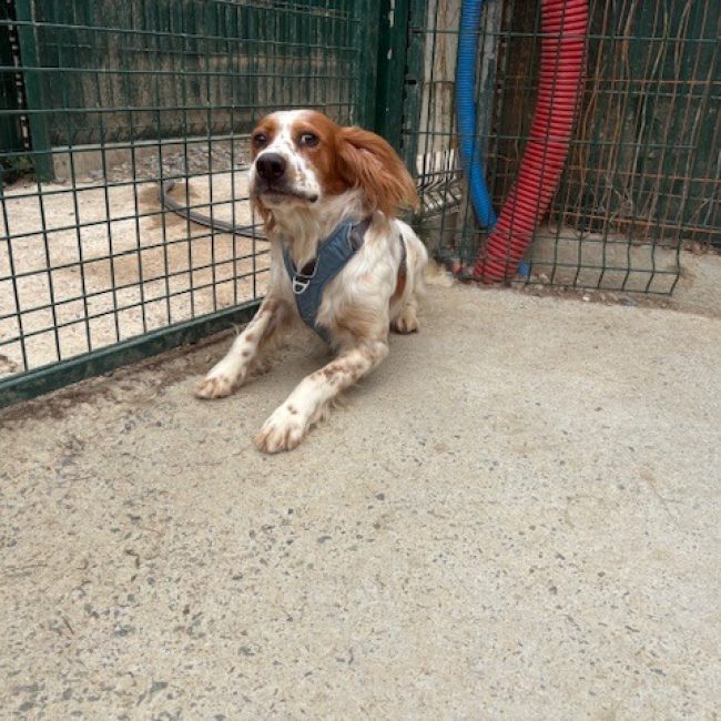 Kassio - Chien Setter Anglais à adopter