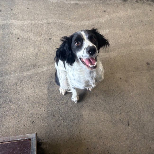 Jake - Chien Setter Anglais à adopter