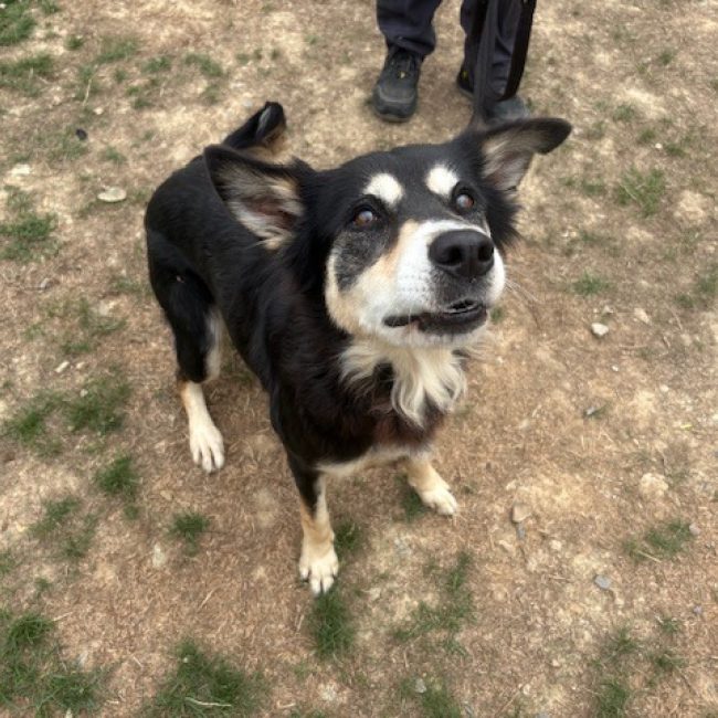 Laya - Chien Berger à adopter