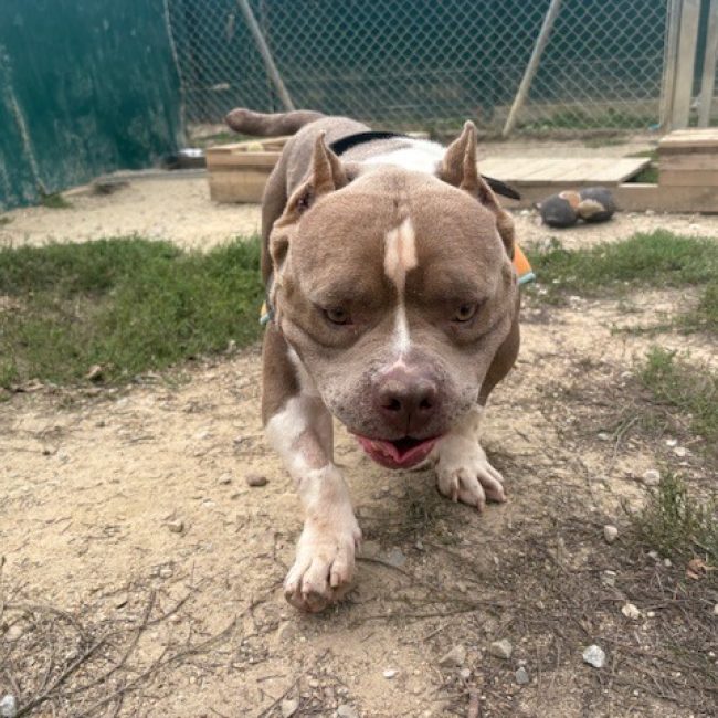 Rak'ennel - Chien American Bully à adopter