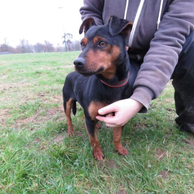 Kenchik - Chien à adopter