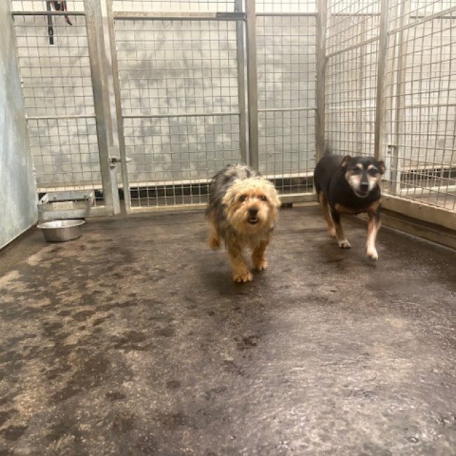 Zoryo - Chien Yorkshire Terrier à adopter