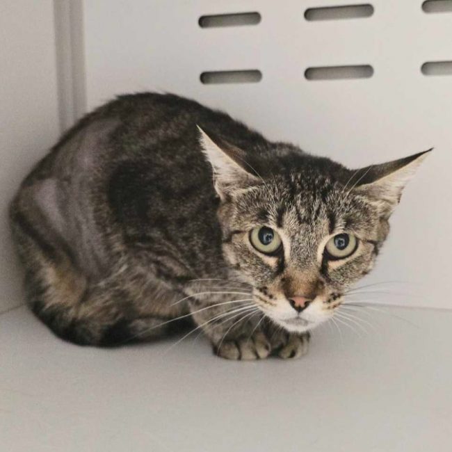 Bellissima - Chat Européen à adopter