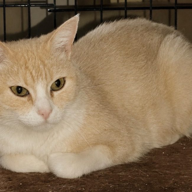 Mimiroux - Chat Européen à adopter