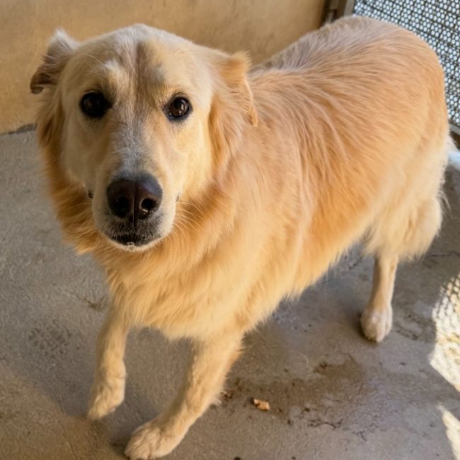 Rocky - Chien à adopter