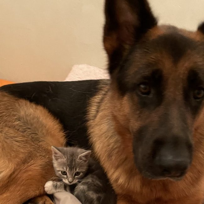 Orion - Chien Berger Allemand à adopter