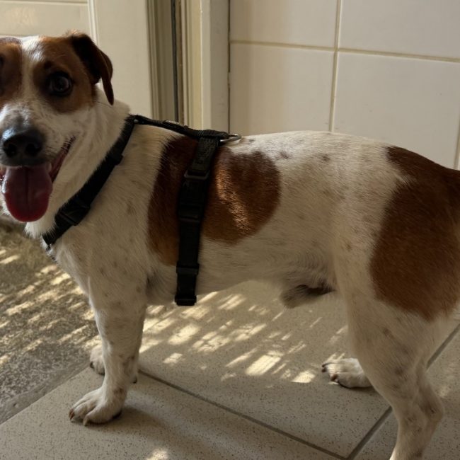 Uko - Chien à adopter