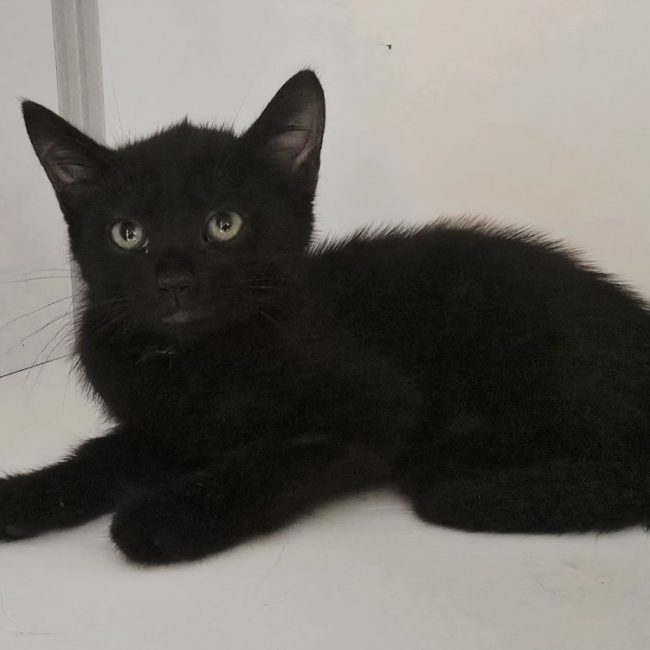 Anastasia - Chat Européen à adopter