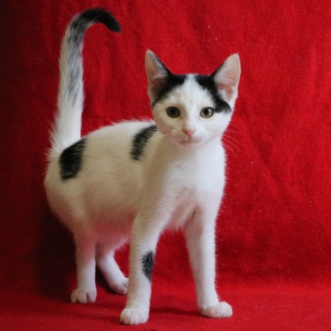 Louva - Chat Européen à adopter