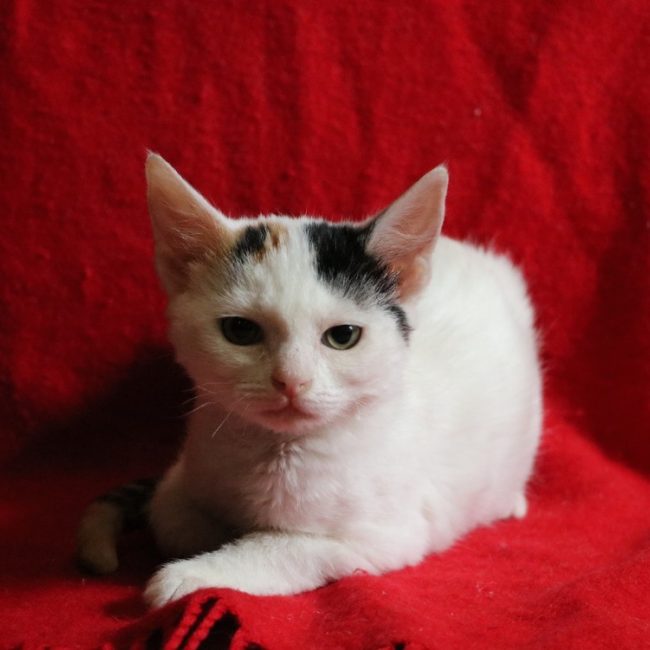 Lolly - Chat Européen à adopter