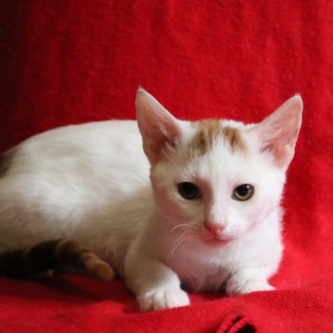 Latte - Chat Européen à adopter