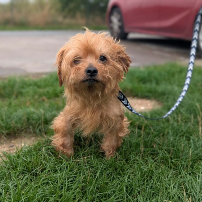 Leo - Chien Yorkshire Terrier à adopter