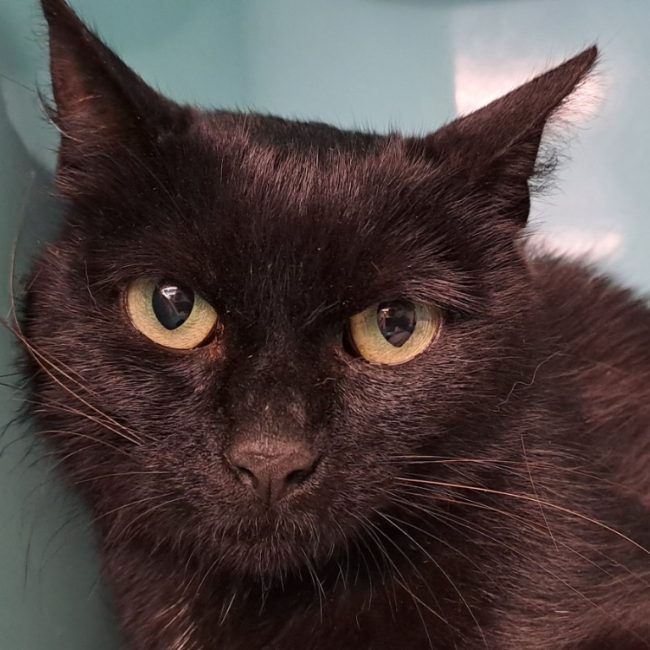 Hermine - Chat Européen à adopter