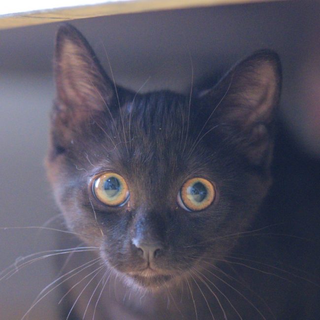 Brownie - Chat à adopter