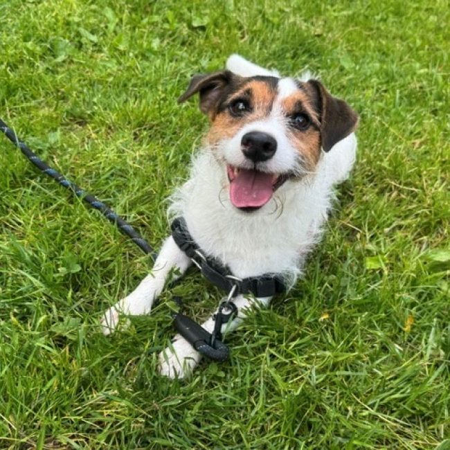 Spot - Chien à adopter