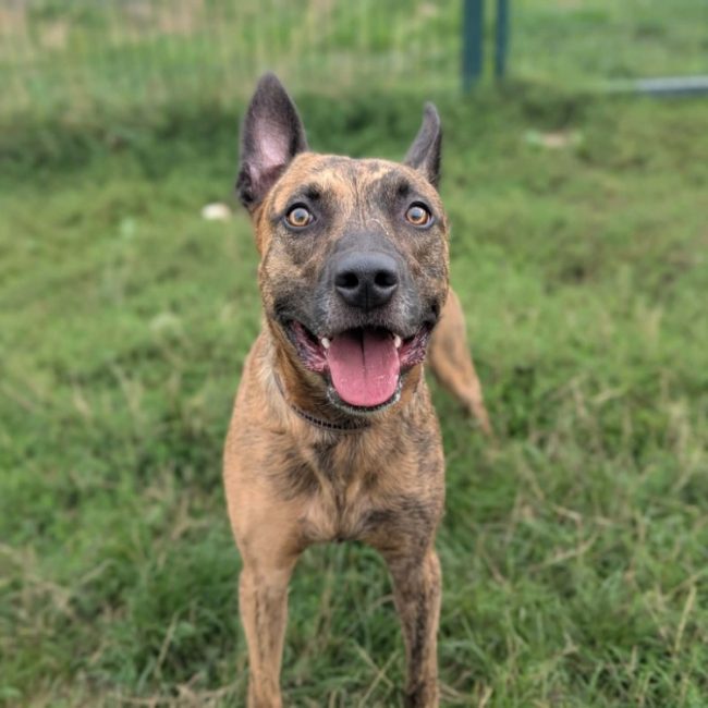 Badabass - Chien à adopter