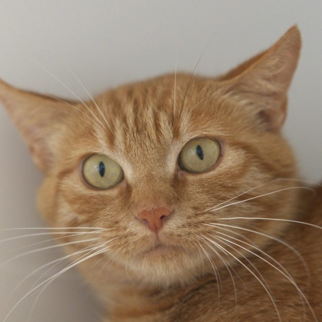 Léoparde - Chat Européen à adopter