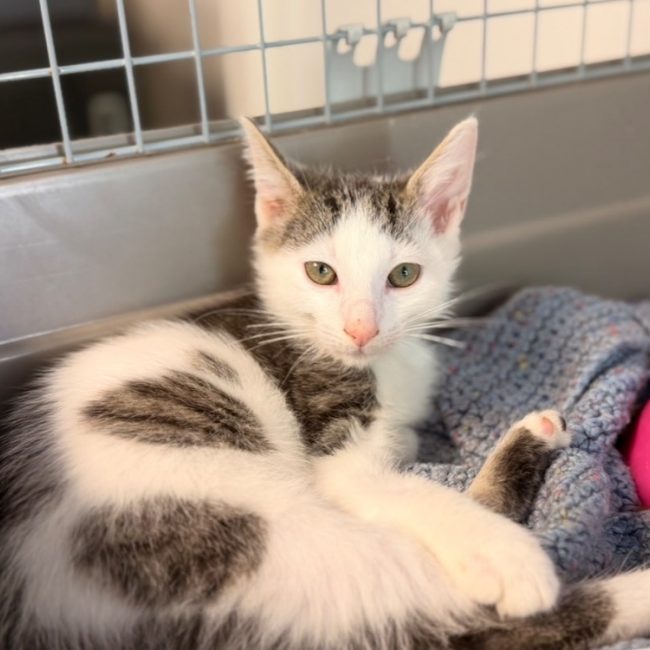 Ninou - Chat Européen à adopter