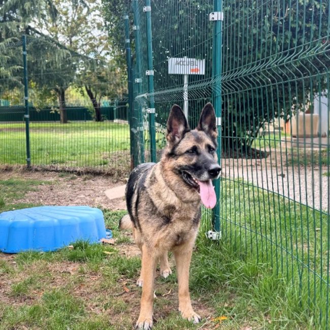 Luna - Chien Berger Allemand à adopter