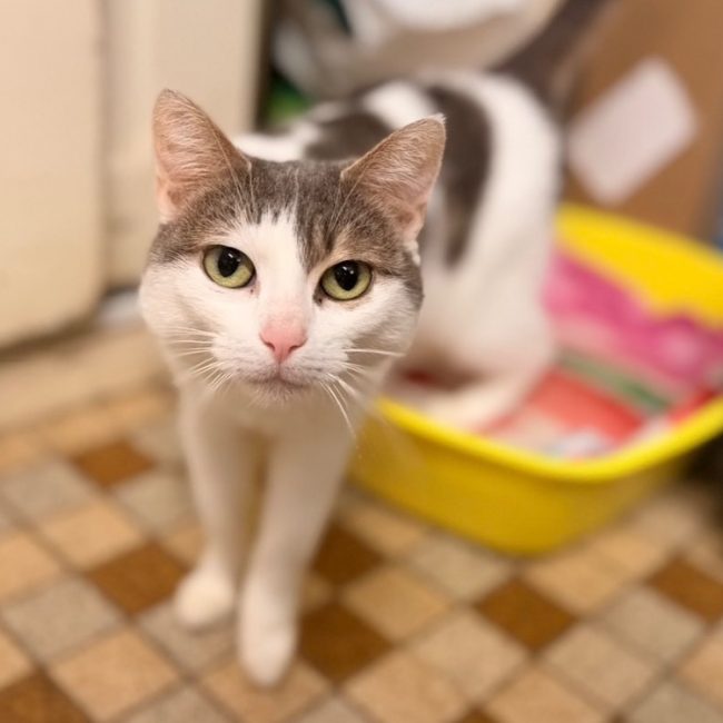 Priska - Chat Européen à adopter
