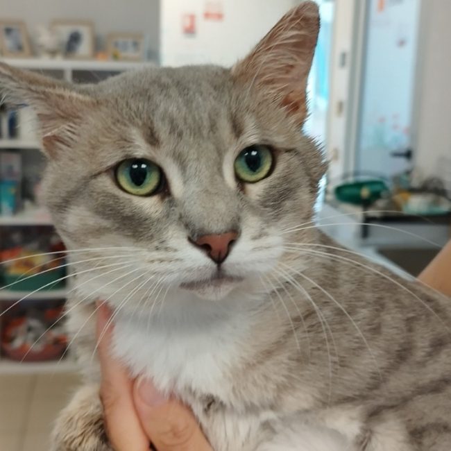 Toopac - Chat Européen à adopter