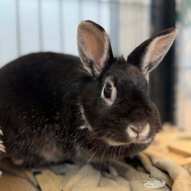 Lynette - Rongeur Lapin à adopter