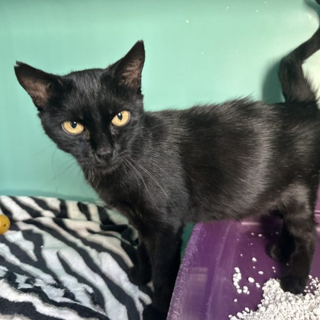 Tati - Chat Européen à adopter