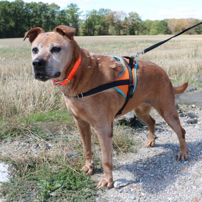 Aya - Chien à adopter