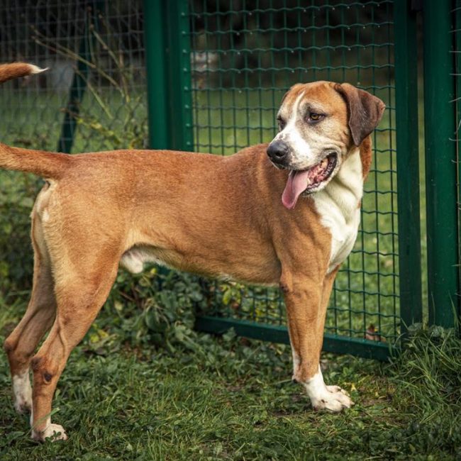 Patto - Chien à adopter