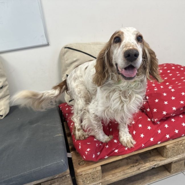 Taz - Chien à adopter