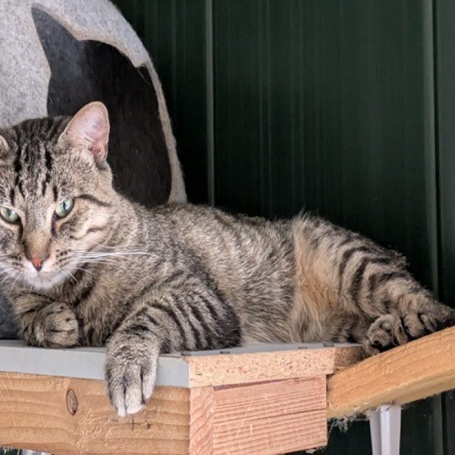 Balkan - Chat Européen à adopter