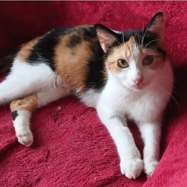 Ester - Chat Européen à adopter