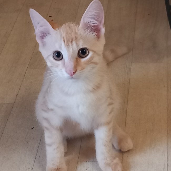 Bidou - Chat Européen à adopter