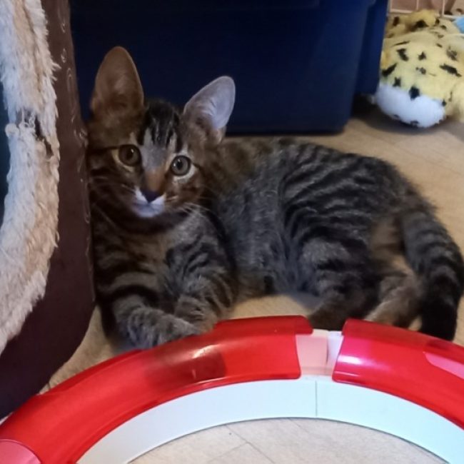 Billy - Chat Européen à adopter