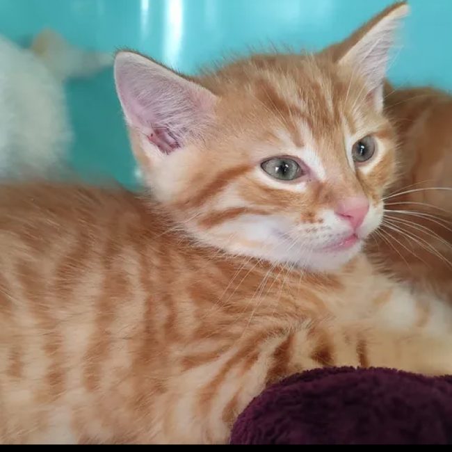 Scotch - Chat Européen à adopter