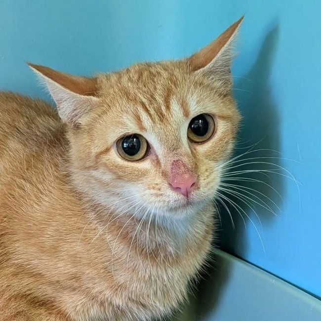 Aurore - Chat Européen à adopter