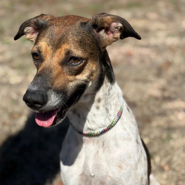 Alka - Chien Lévrier Afghan à adopter